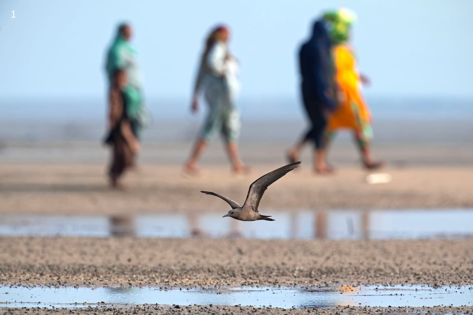 a brown noddy flies low over the ground while four people cross in the background.