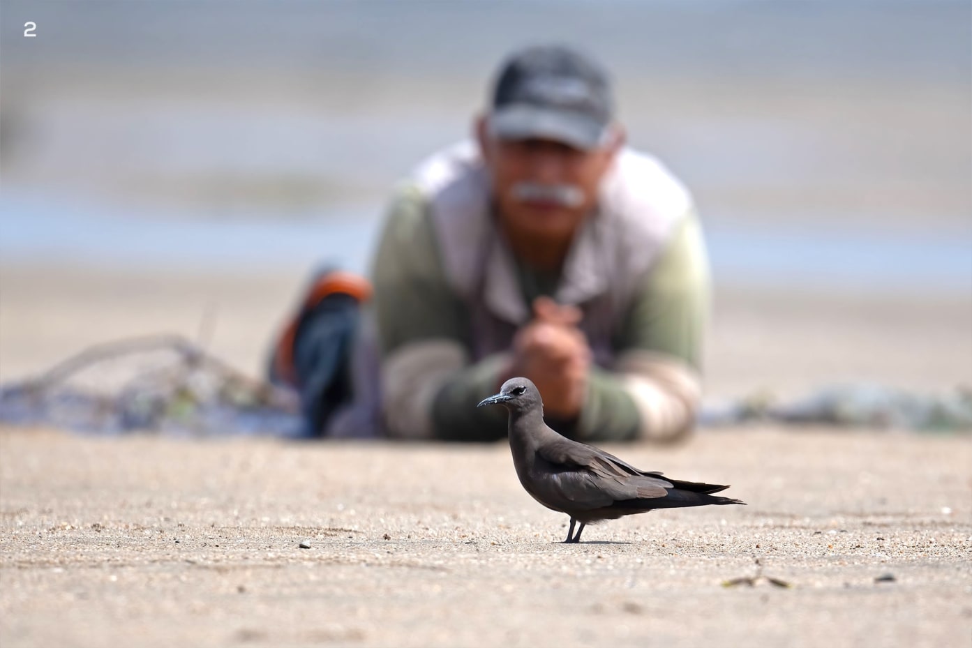 A closer image of a nonchalant brown noddy with the photographer lying on his belly, close to the bird, in the background.