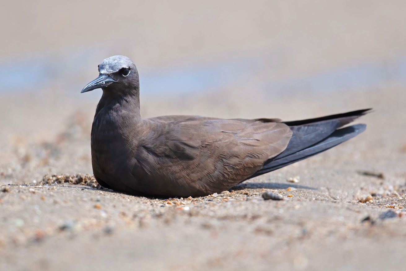 a lone brown noddy sitting with its belly on the sand