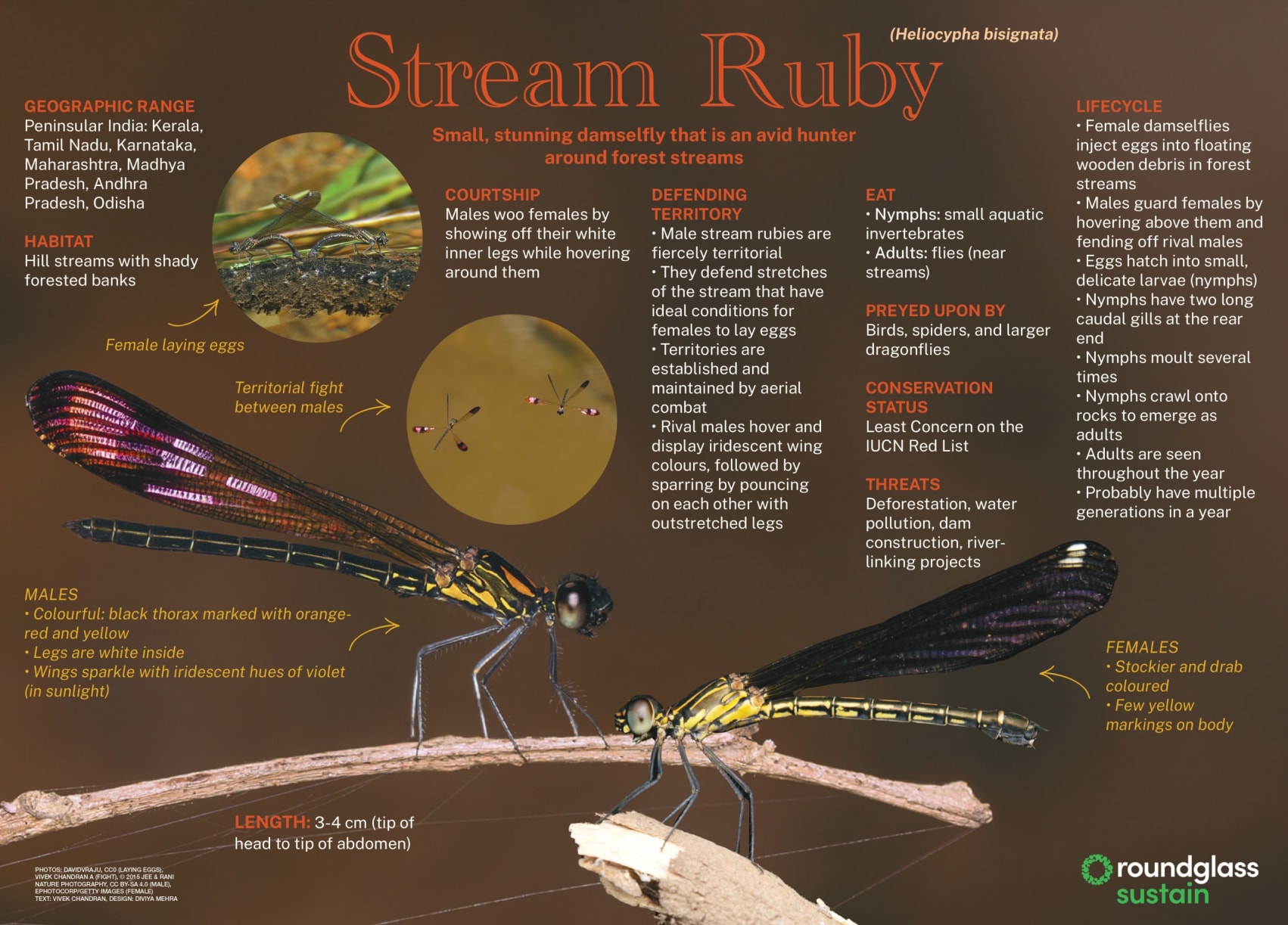 An infographic about the stream ruby, a small stunning damselfly. Learn everything in a glance about this avid hunter spotted around forest streams 