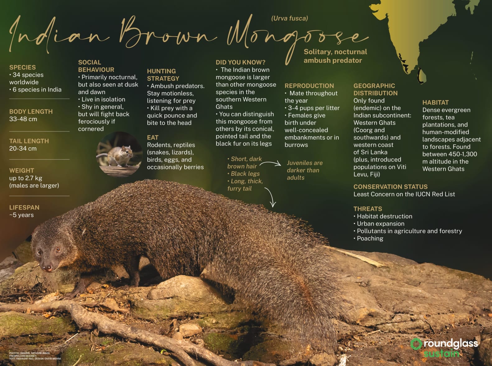 All you need to know about the Indian Brown Mongoose