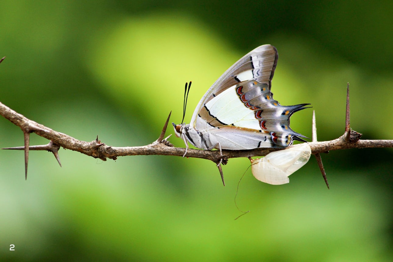 Anamalous nawab resting on a branch with cocoon nearby