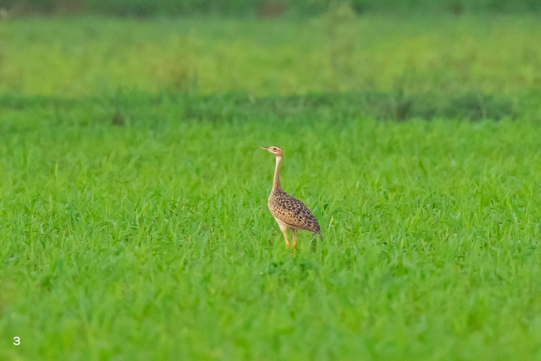 A female lesser florican
