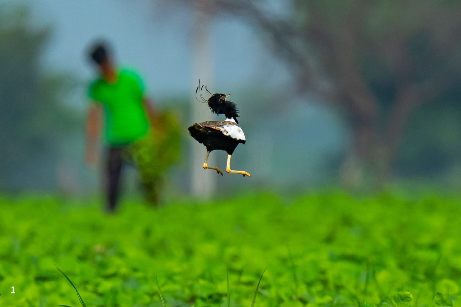 Lesser florican in farmlands of Shokhaliya, Rajasthan