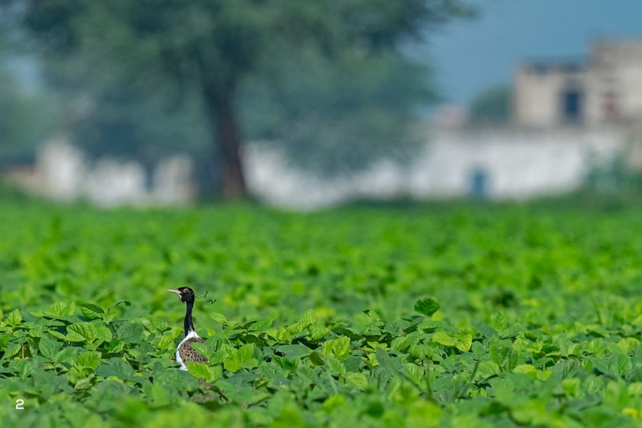 Lesser florican in farmlands of Shokhaliya, Rajasthan