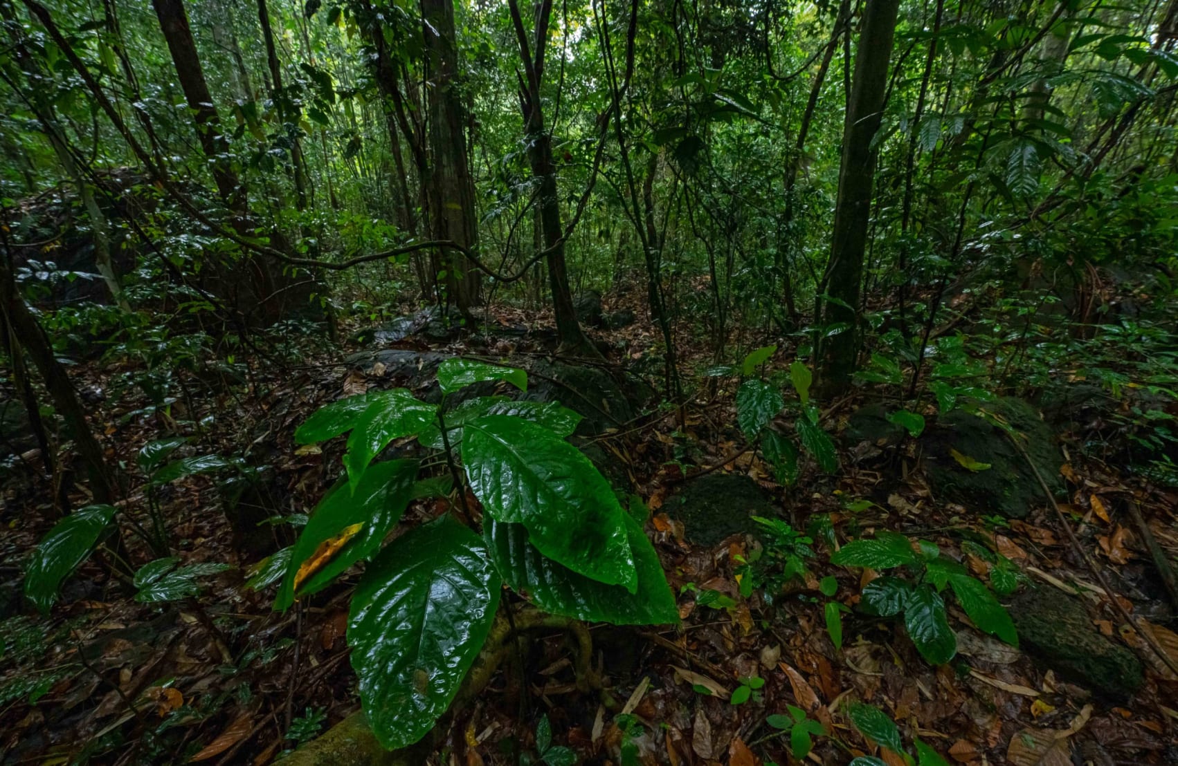 The grey peacokc-pheasant inhabits dense evergreen and semi-evergreen forests in Northeast