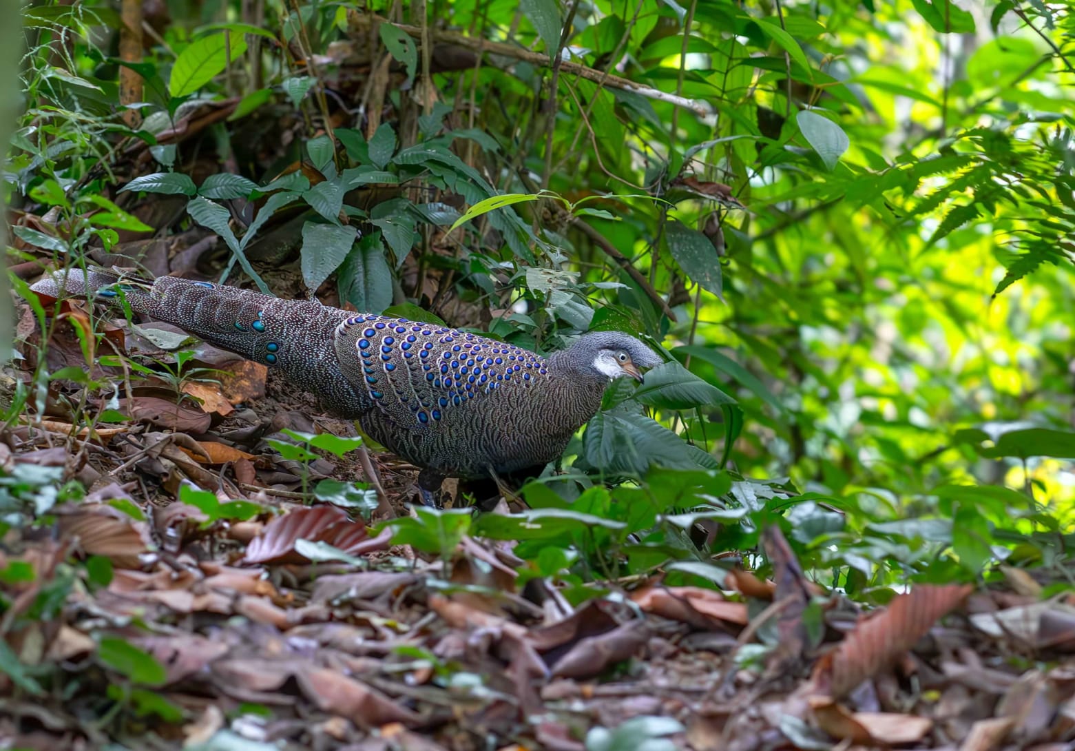 The grey peacock pheasant forages on the forest floor by scratching the ground with its feet while looking for berries, fruits, wild figs, ants, termites and other insects.