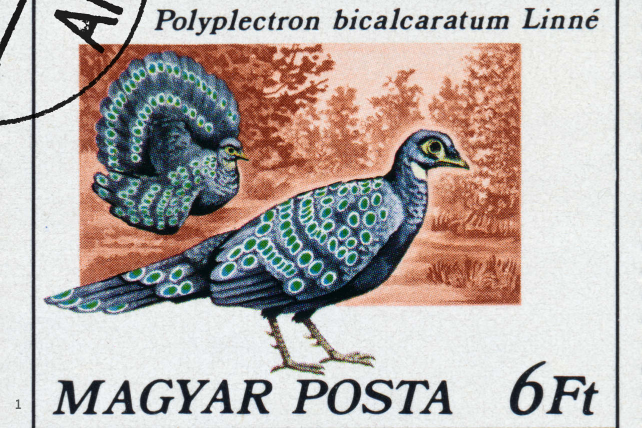 Grey-peacock pheasant on a postal stamp from Hungary, 1977