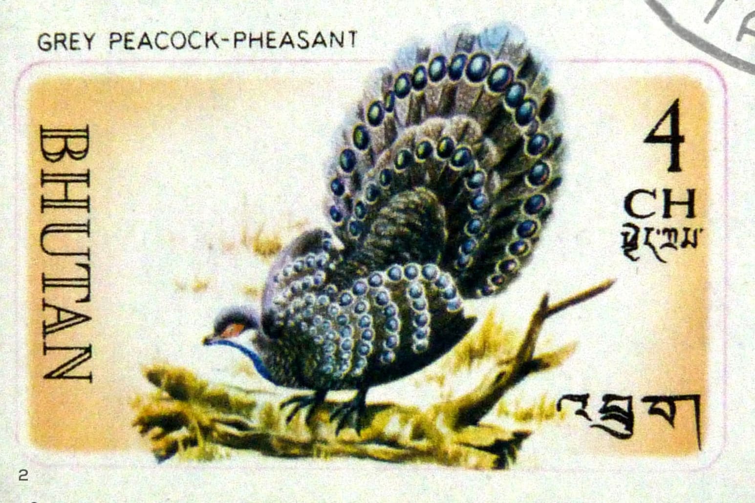 Grey-peacock pheasant on a postal stamp from Bhutan, 1968