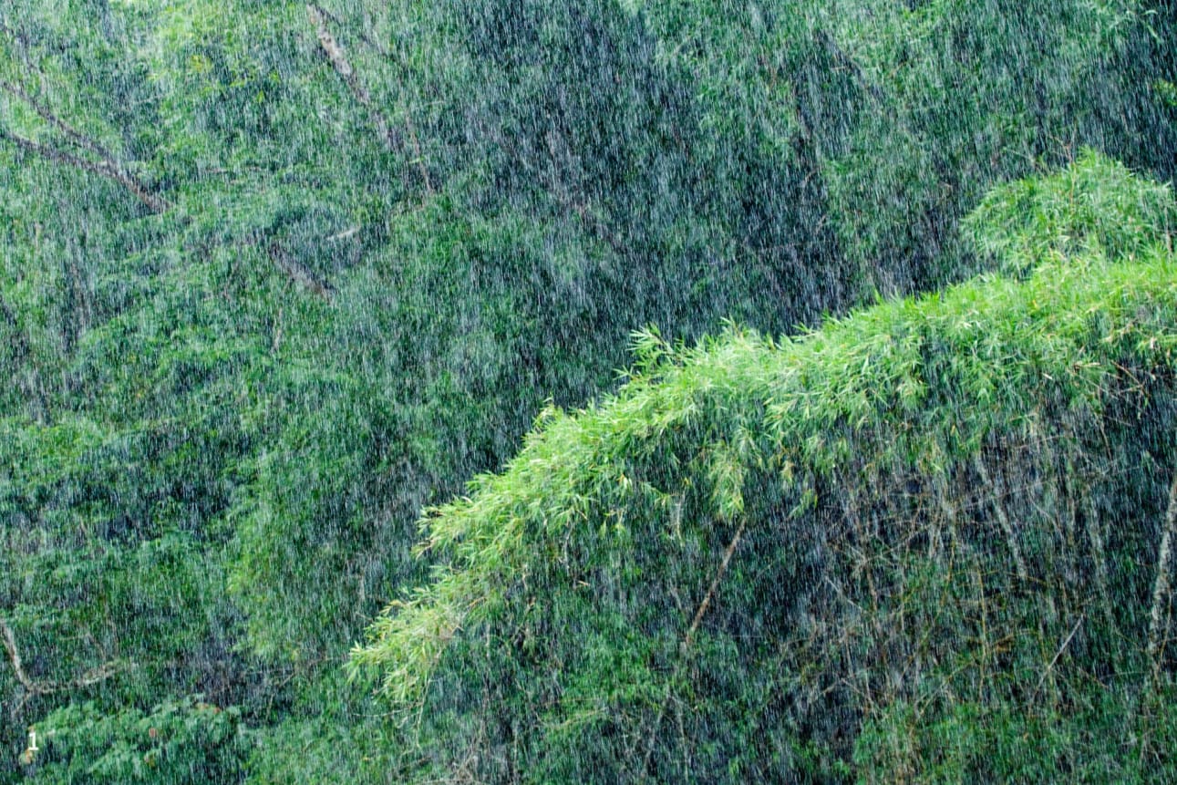 Rain in Periyar National Park