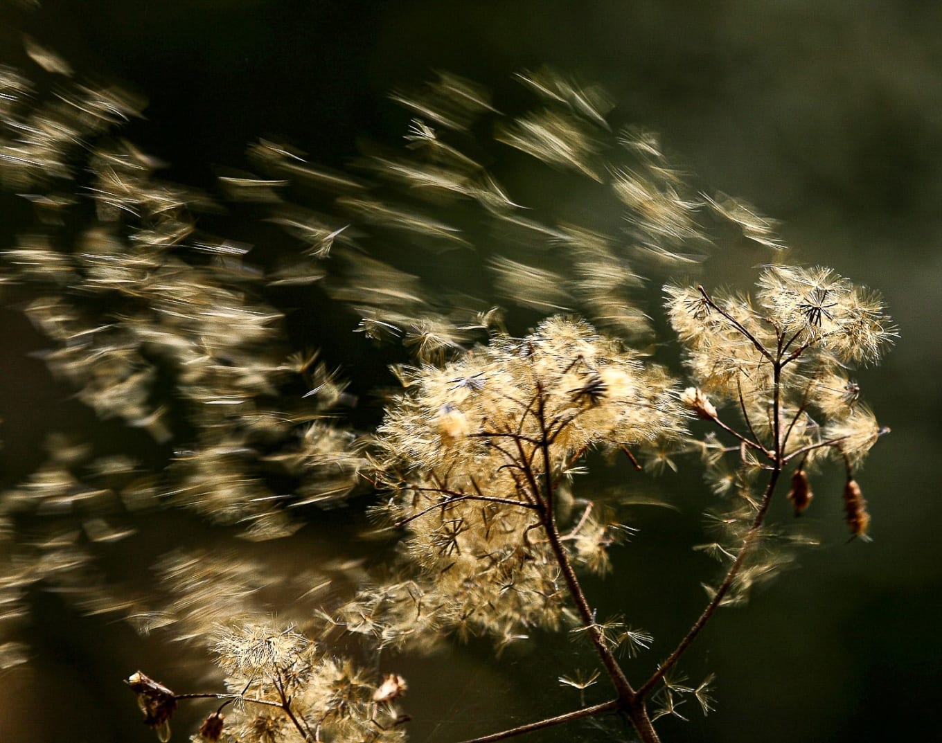 Seeds blowing in the wind