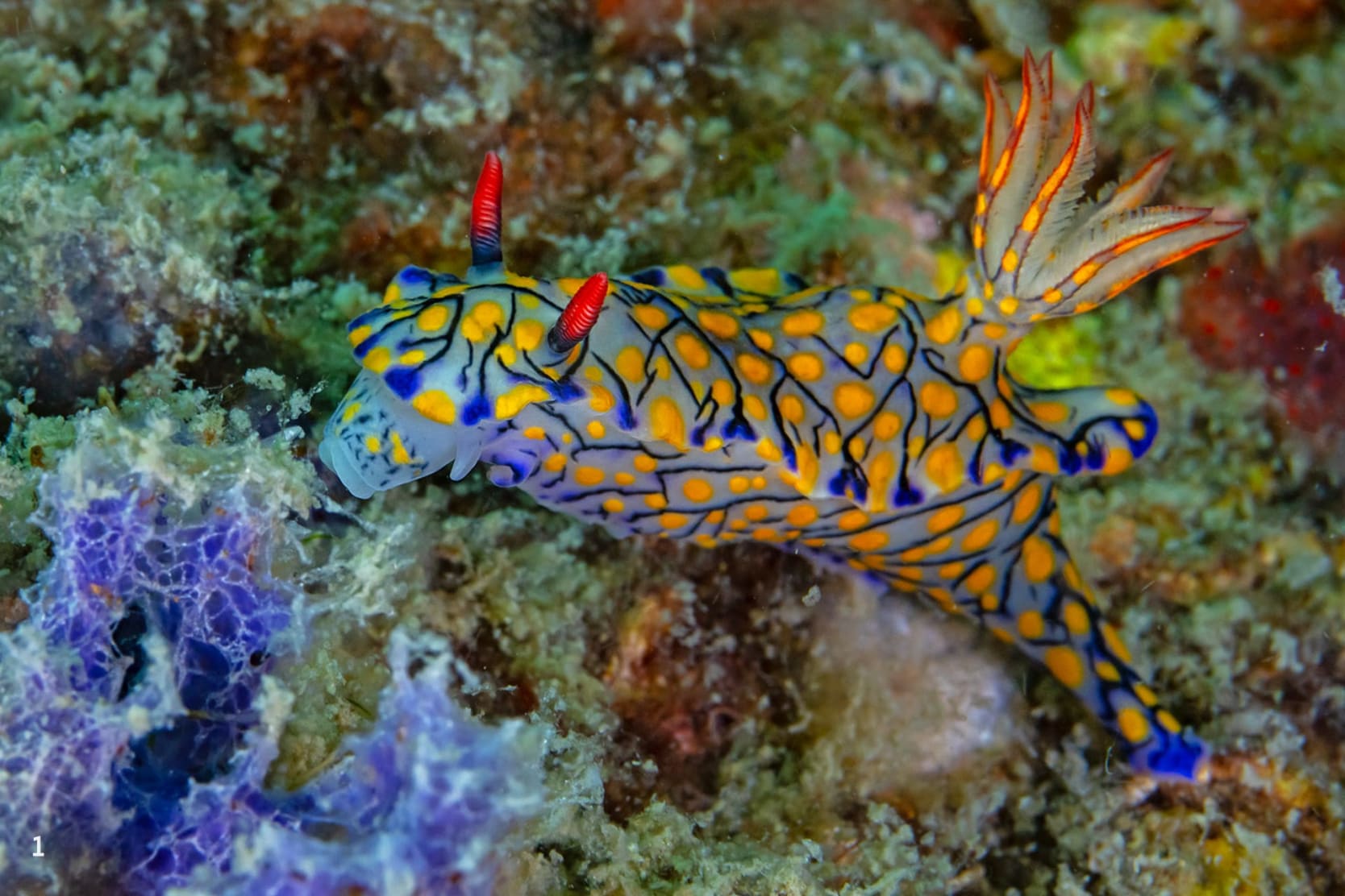 Bright orange nudibranchs in Pamban Island/Rameshwaram