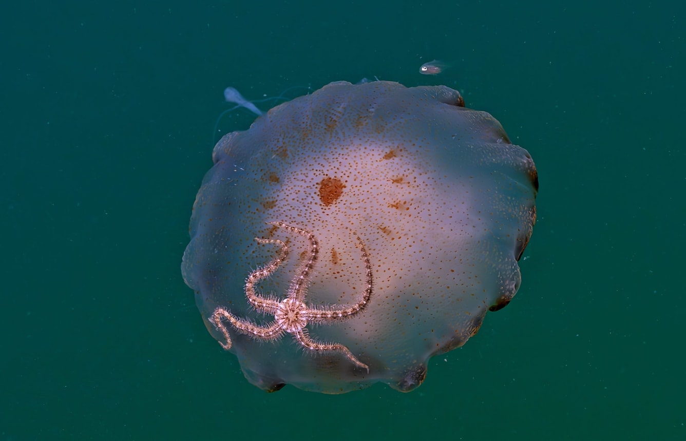 Jellyfish with a brittle star hitchhiking on it in Pamban Island/Rameshwaram 