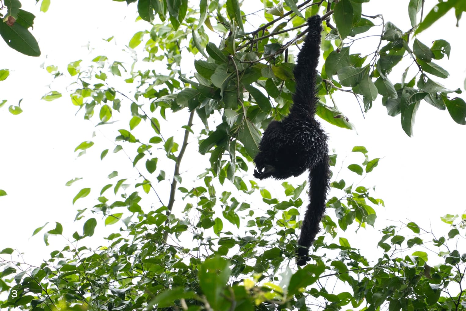 Hollock gibbon male swinging in the forest canopy of Hollongapar Gibbon Wildlife Sanctuary in Assam