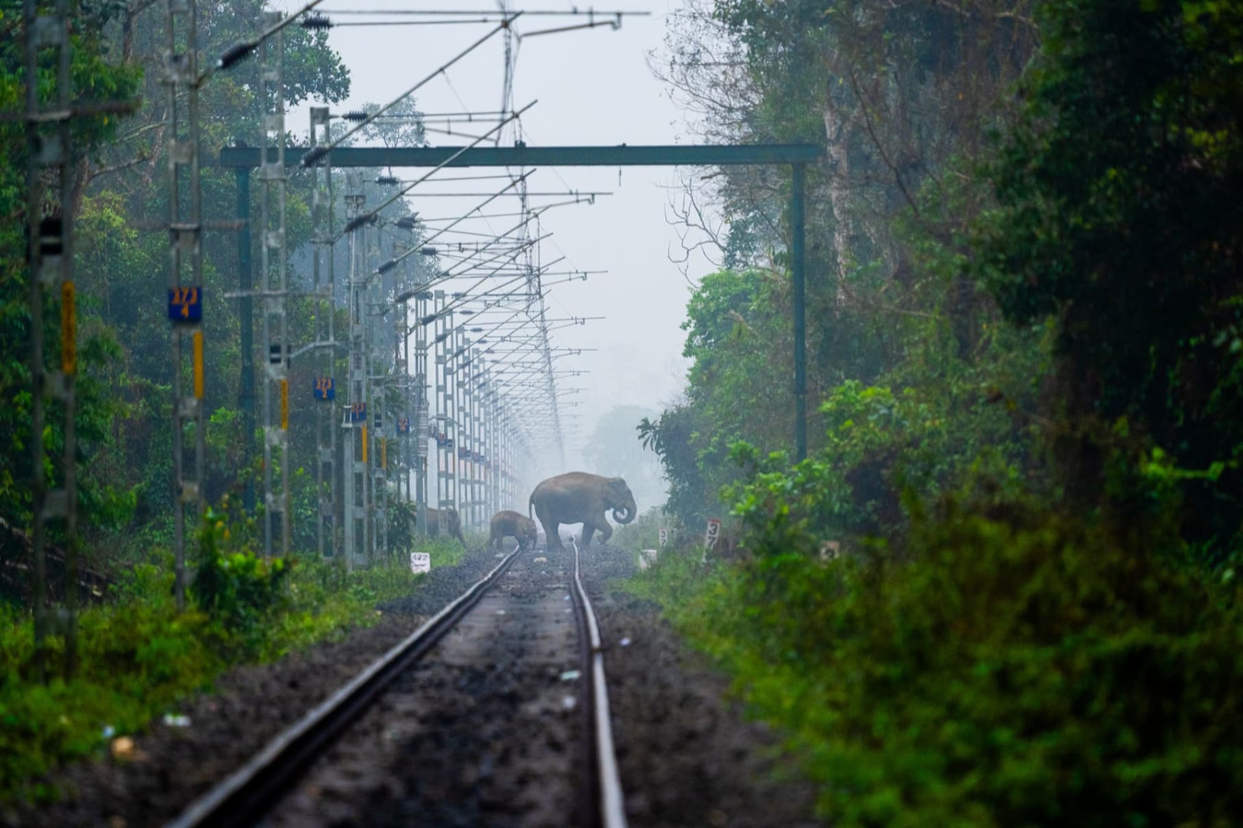 Elephants crossing railway track in Hollongapar Gibbon Wildlife Sanctuary in Assam