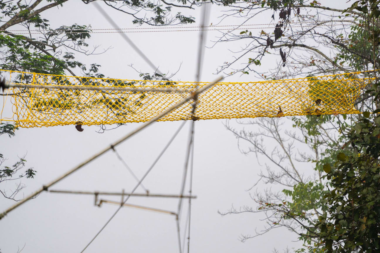 Canopy bridge for gibbons in Hollongapar Gibbon Wildlife Sanctuary in Assam