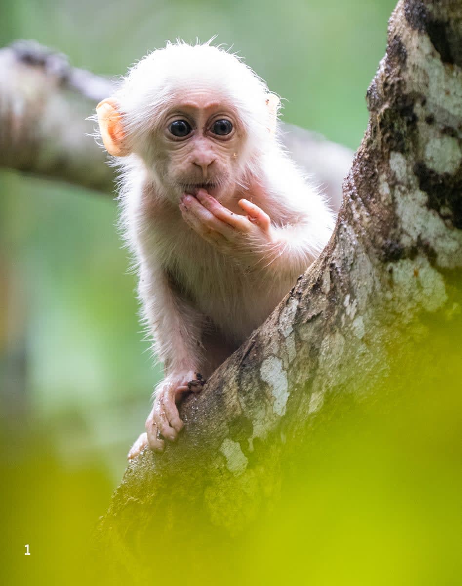 Young one of stump-tailed macaque in Hollongapar Gibbon Wildlife Sanctuary in Assam