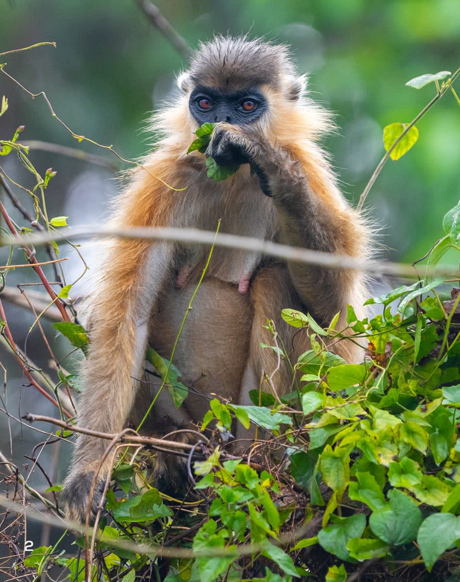 One capped langur sitting on a tree in Hollongapar Gibbon Wildlife Sanctuary in Assam
