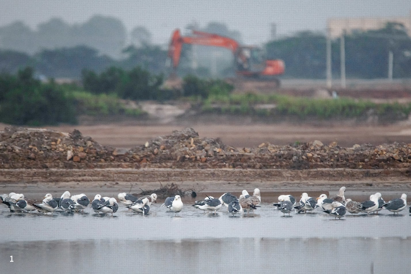 Lesser Black-backed gulls at the roosting site before taking off