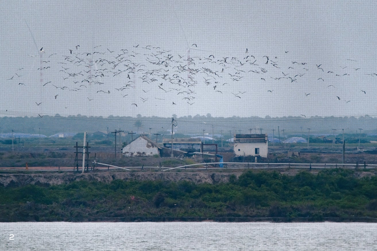 Lesser Black-Backed Gulls in flight