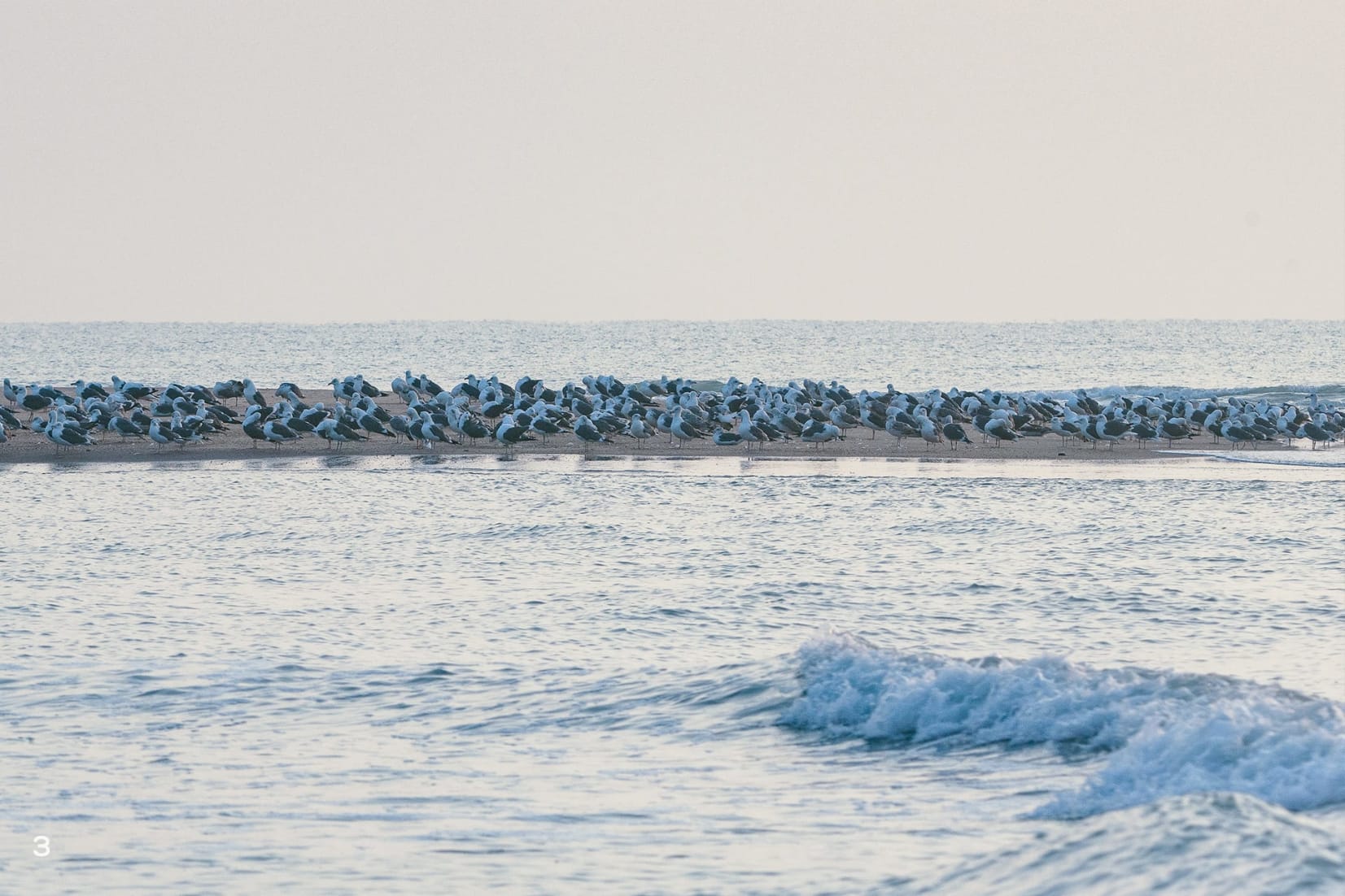 Lesser Black-backed gulls on a sand bar at sunrise