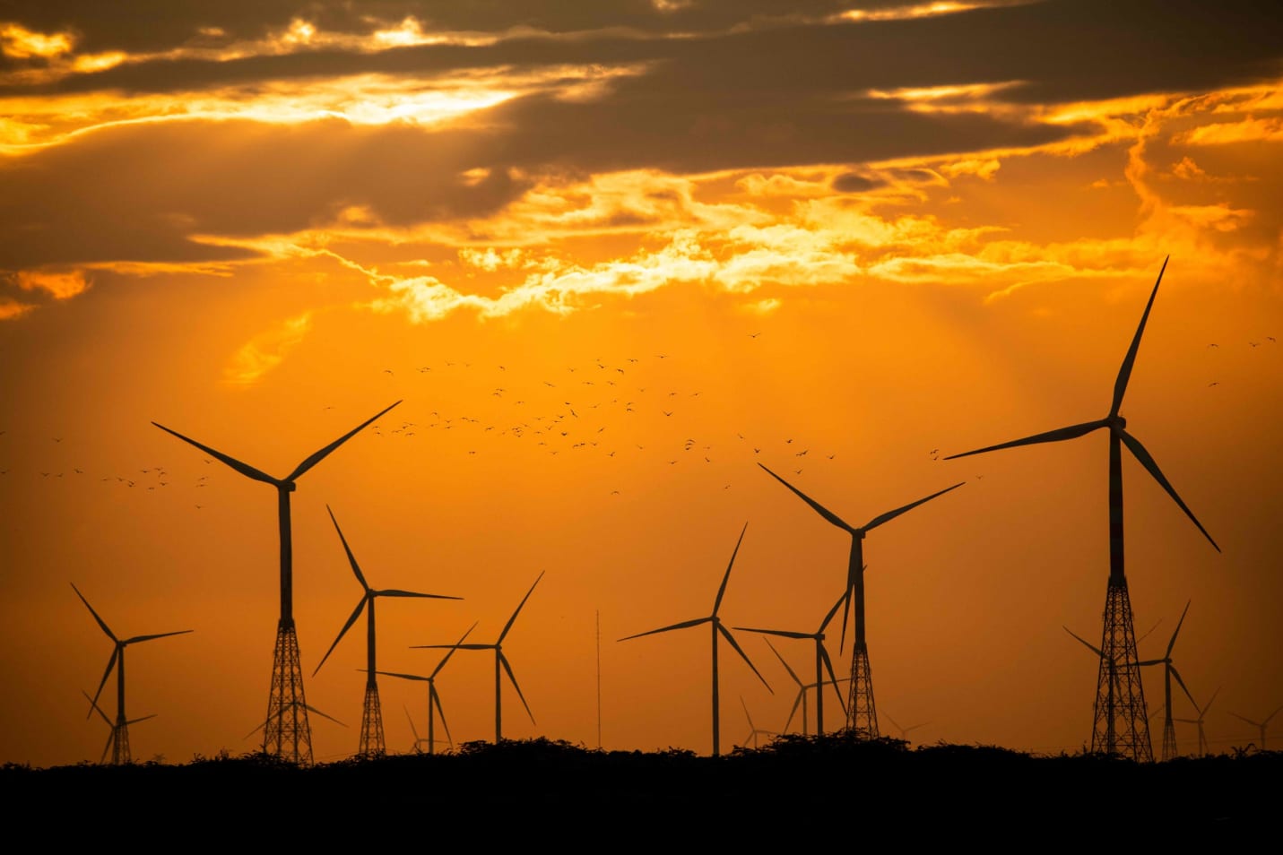Lesser black-backed gulls flying through windmills in the evening
