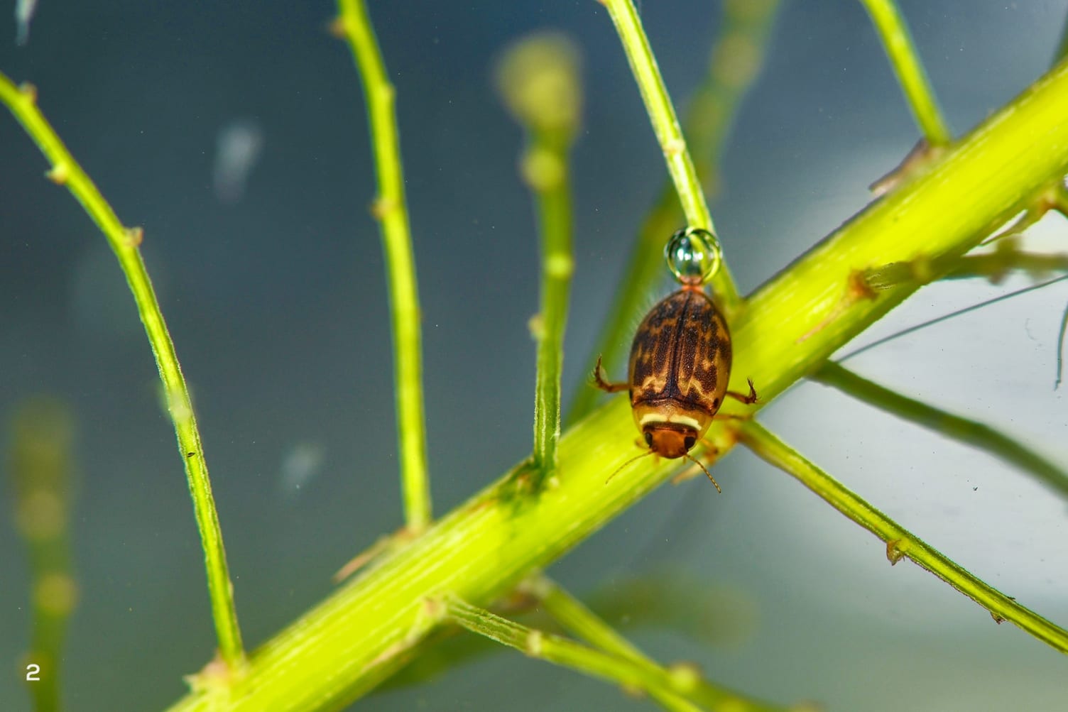 An undescribed new species of the genus Hyphoporus (diving beetle) that we collected from the Kandalewala dam in Sukhna WLS. 