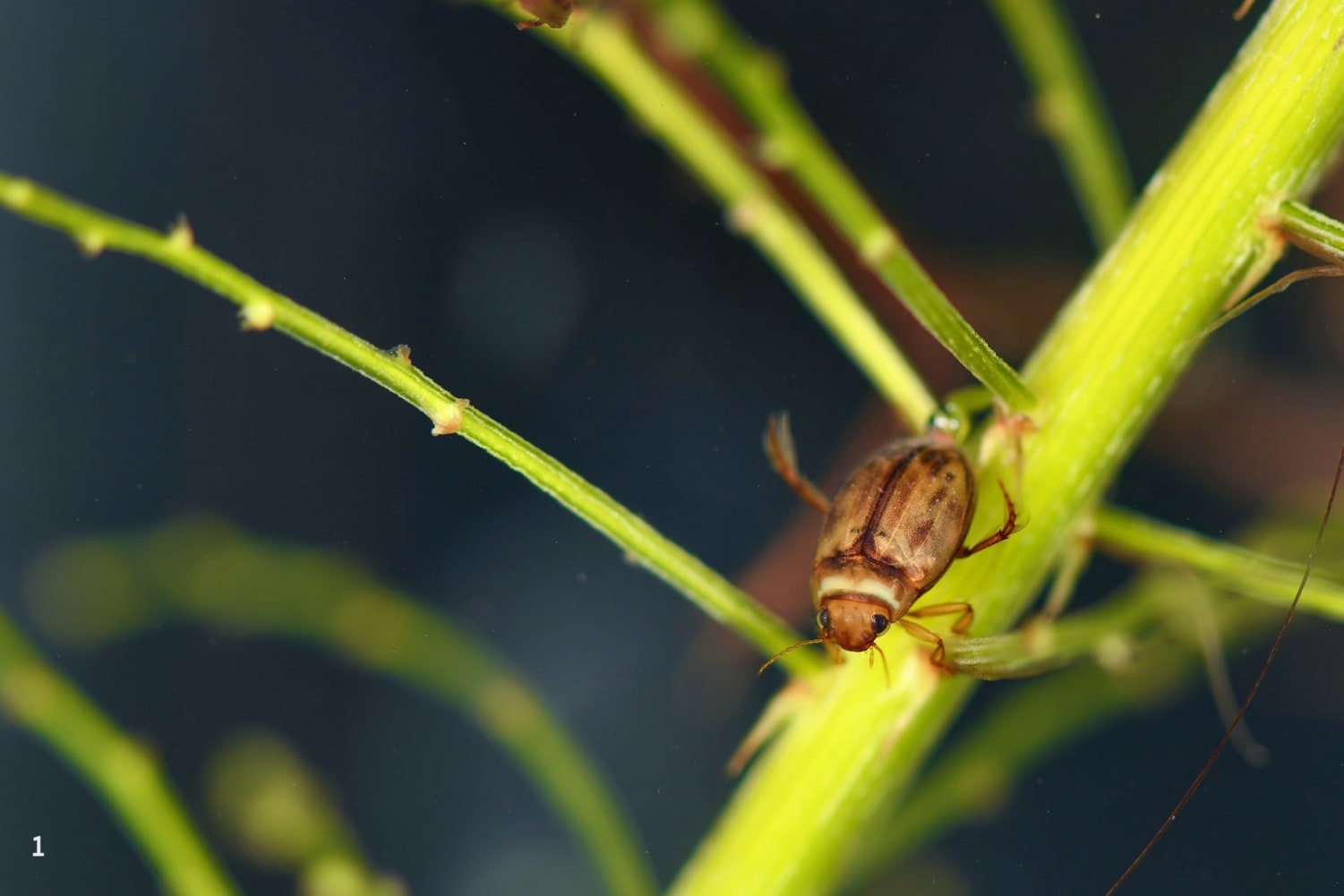 An undescribed new species of the genus Hyphoporus (diving beetle) that we collected from the Kandalewala dam in Sukhna WLS. 
