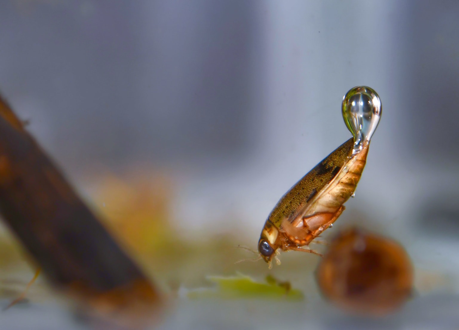 Eretes sticticus is one of the most common predatory diving beetles. It dives with a large silvery air bubble beneath the elytra
