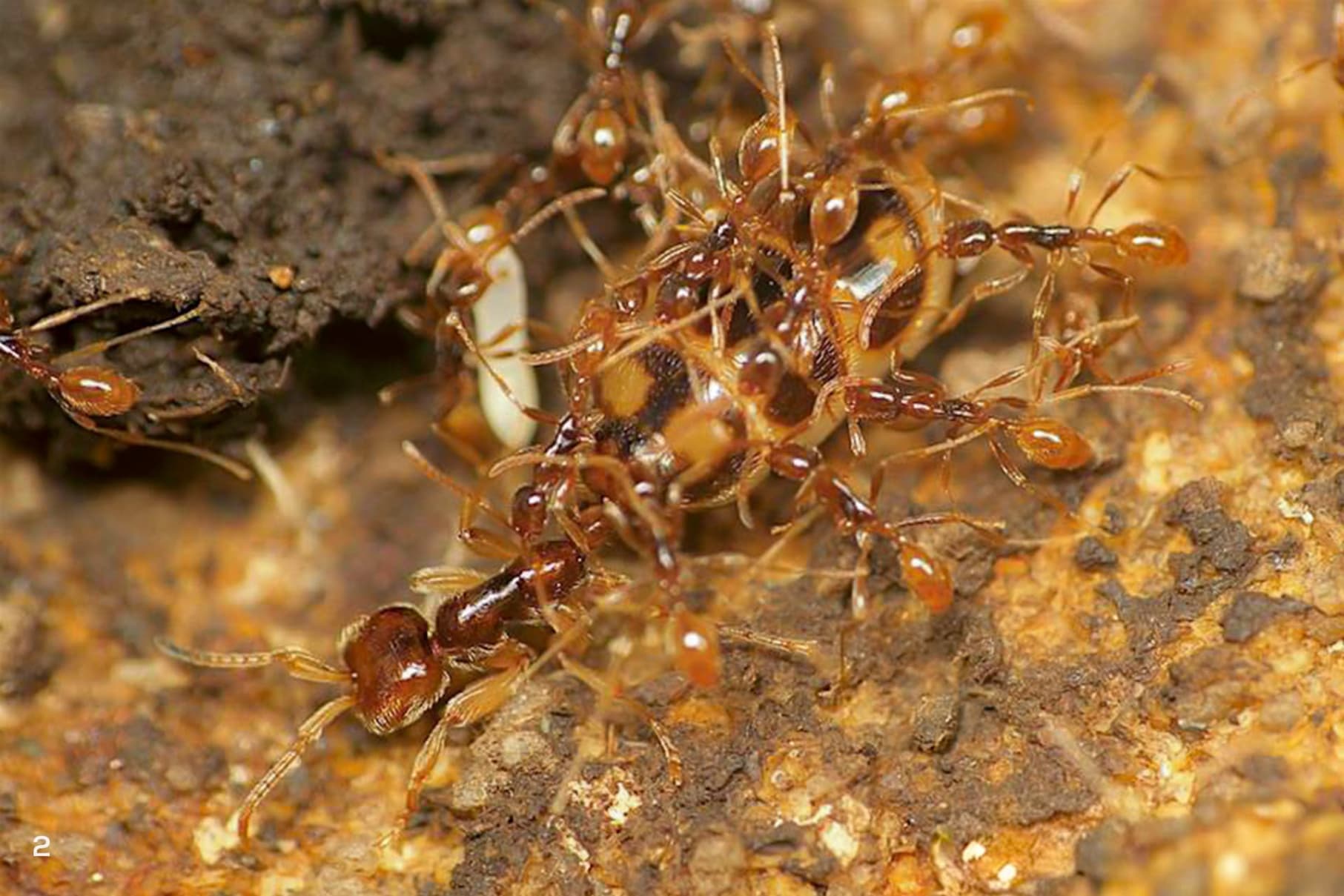 Army ant queen and workers