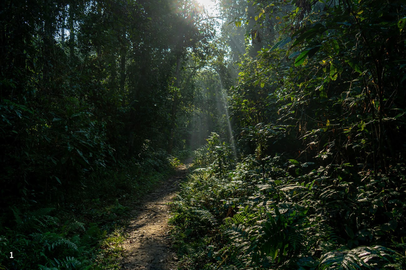 Forest canopy of Hollongapar Gibbon Wildlife Sanctuary in Assam