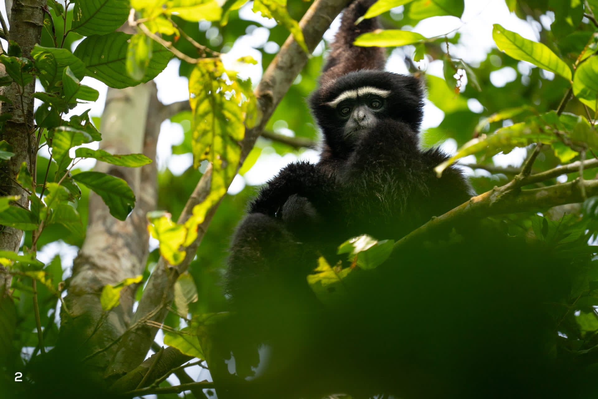 A hoolock gibbon sitting in the forest canopy of Hollongapar Gibbon Wildlife Sanctuary in Assam