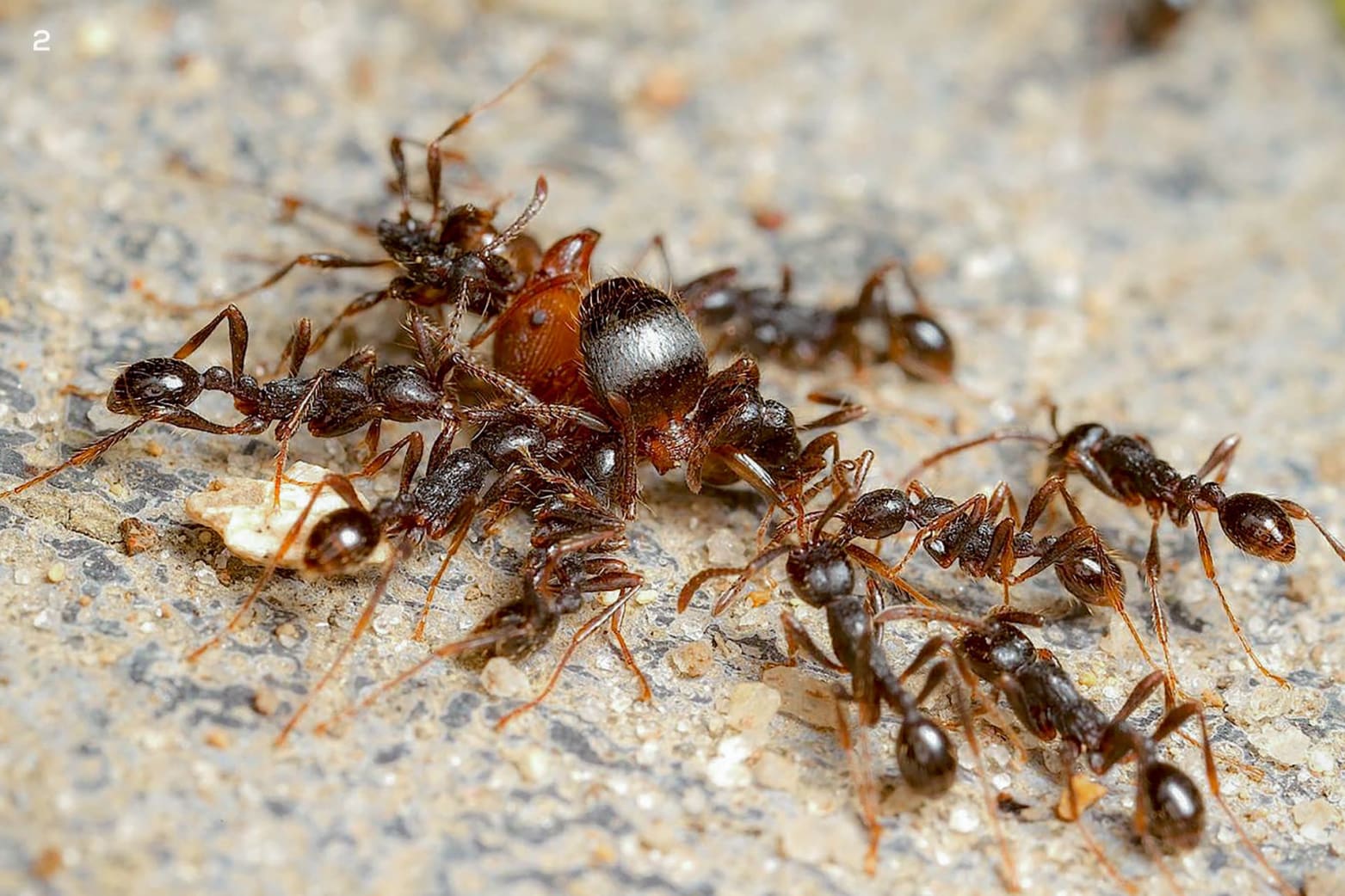 Army ants do not shy away from attacking and feeding on ants or larger insects