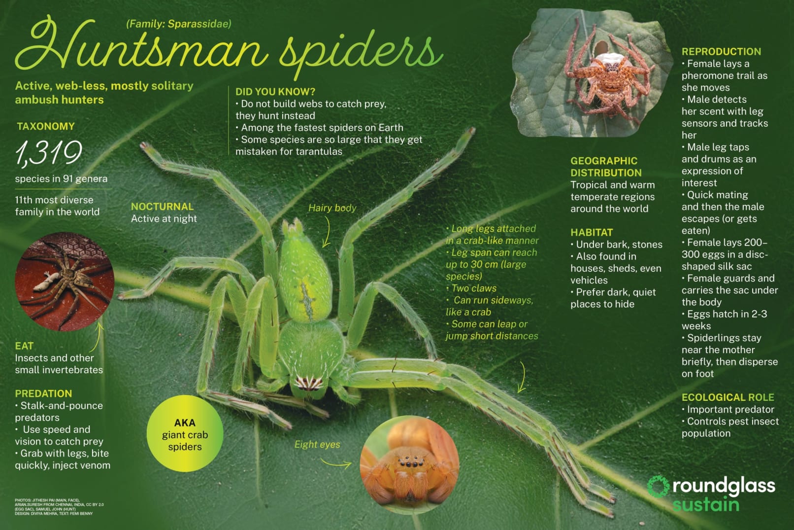 Huntsman Spiders Facts Habitat Ecological Role