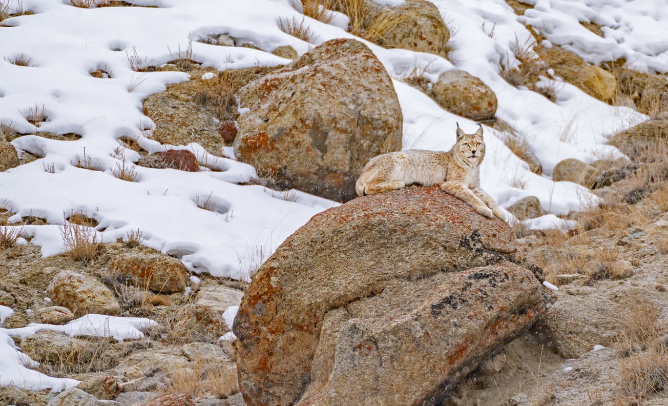 Eurasian lynx in snow-covered Wari La in Ladakh, India