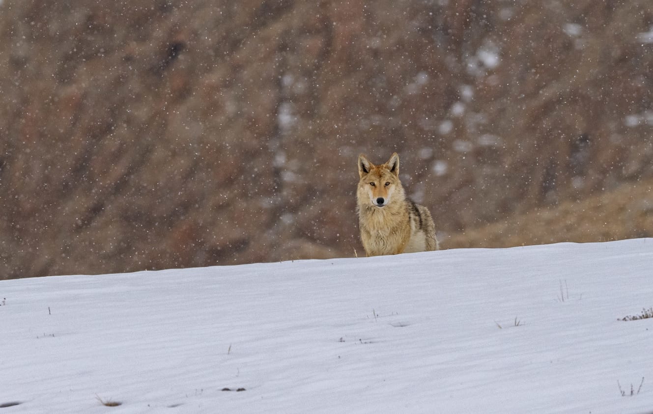 Tibetan wolf in Wari La in Ladakh, India