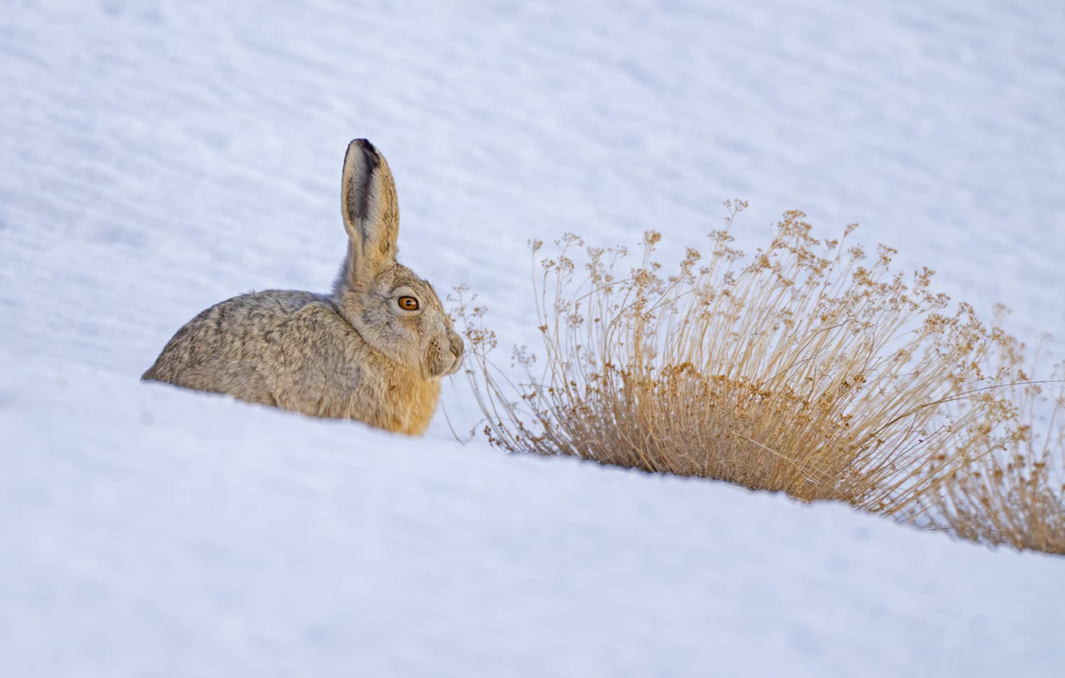 Woolly hare in Wari La in Ladakh, India