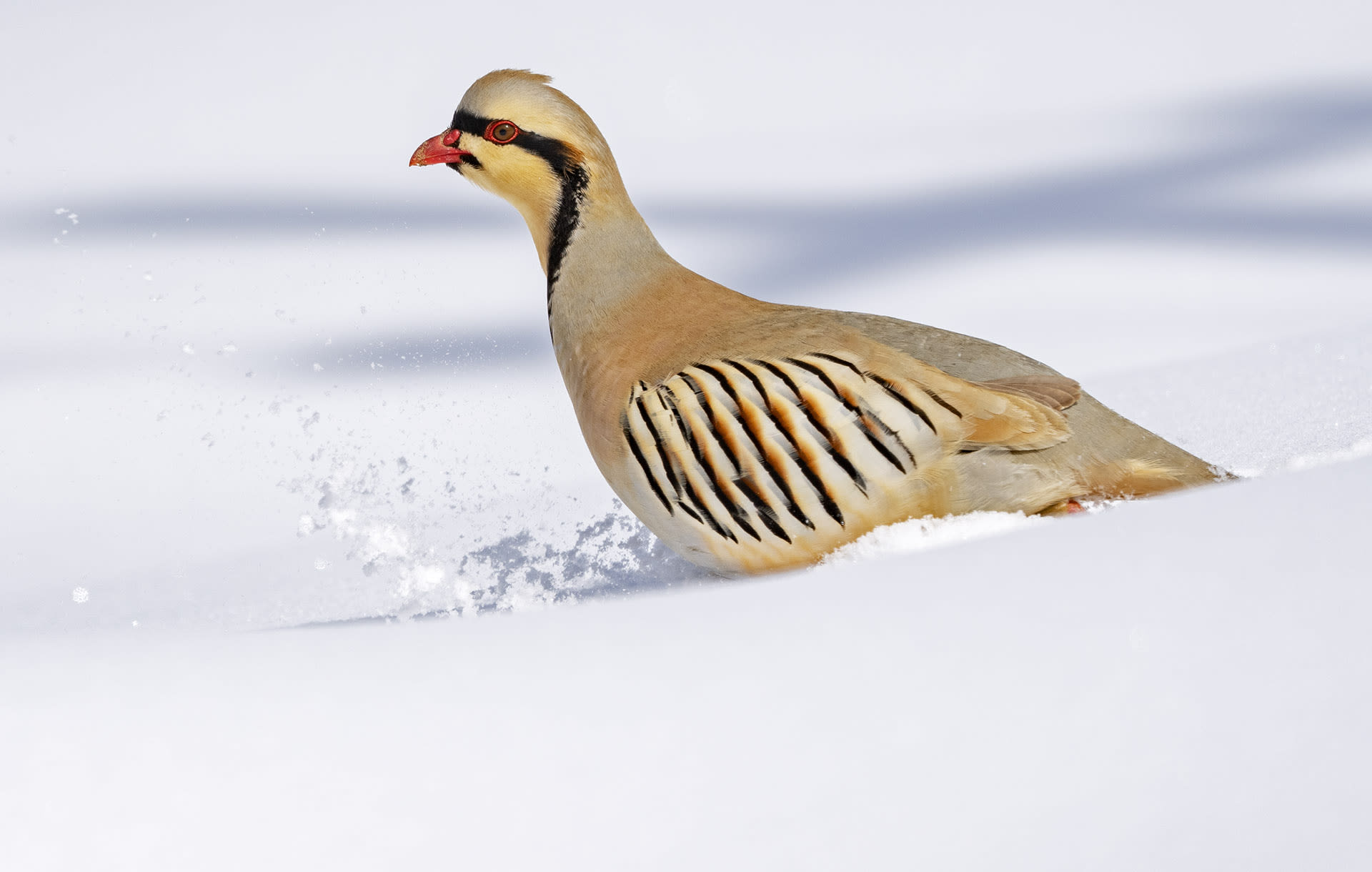 Chukar in Wari La in Ladakh, India