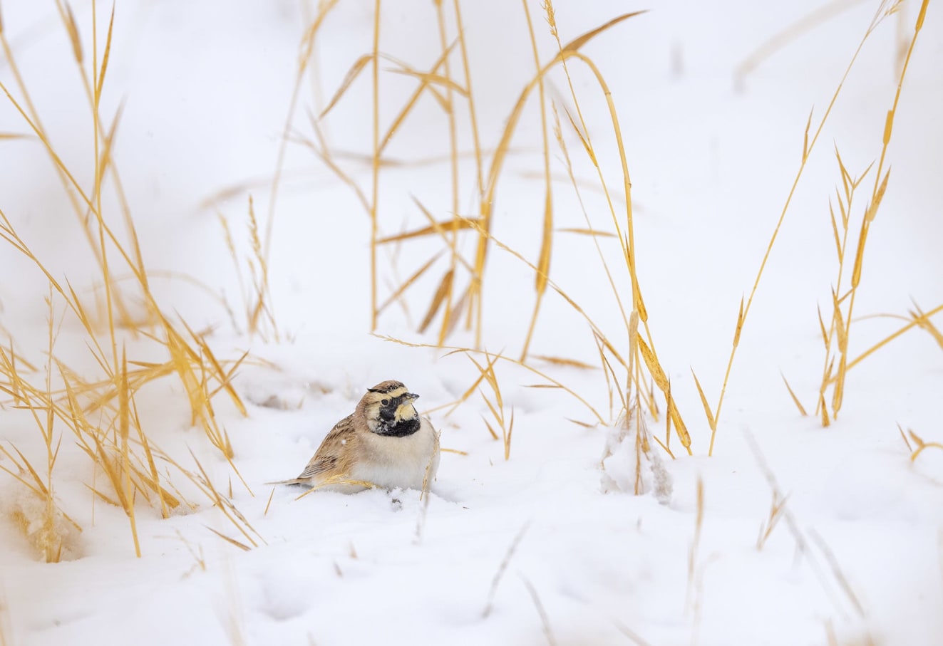 Horned lark in Wari La in Ladakh, India