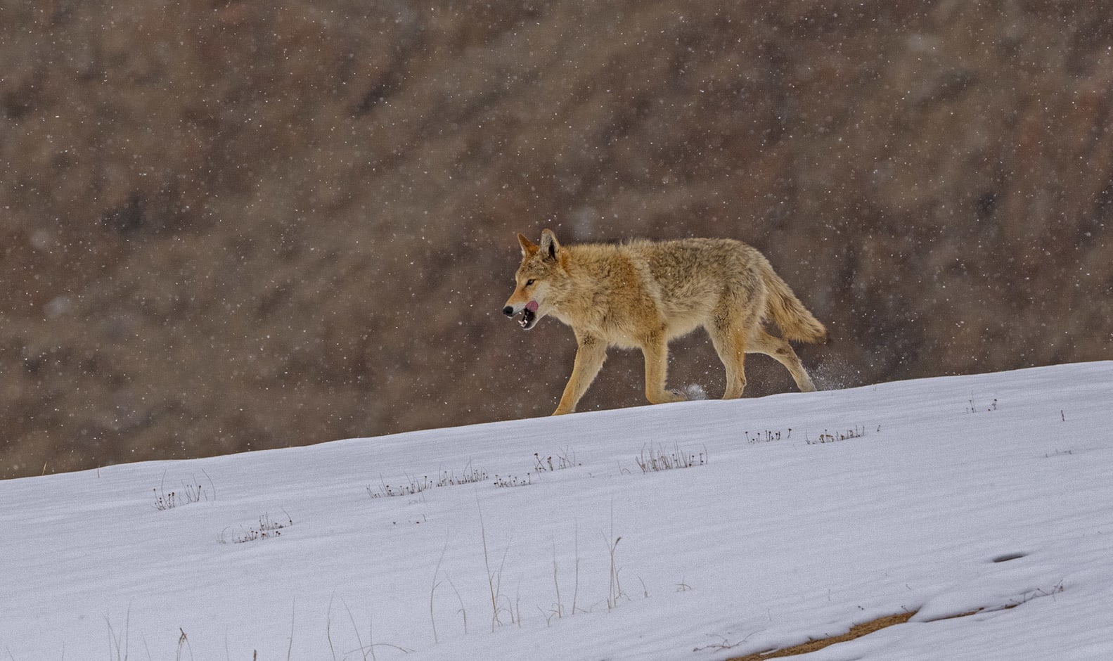 Tibetan wolf in Wari La in Ladakh, India