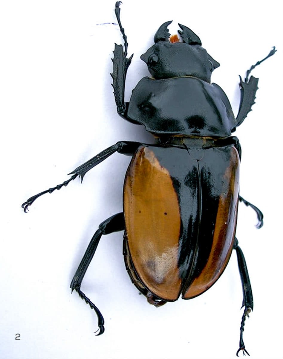 The female golden stag beetle