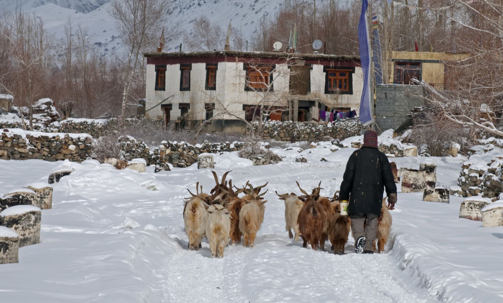 Woman walking domesticated animals in Spiti, Himachal Pradesh