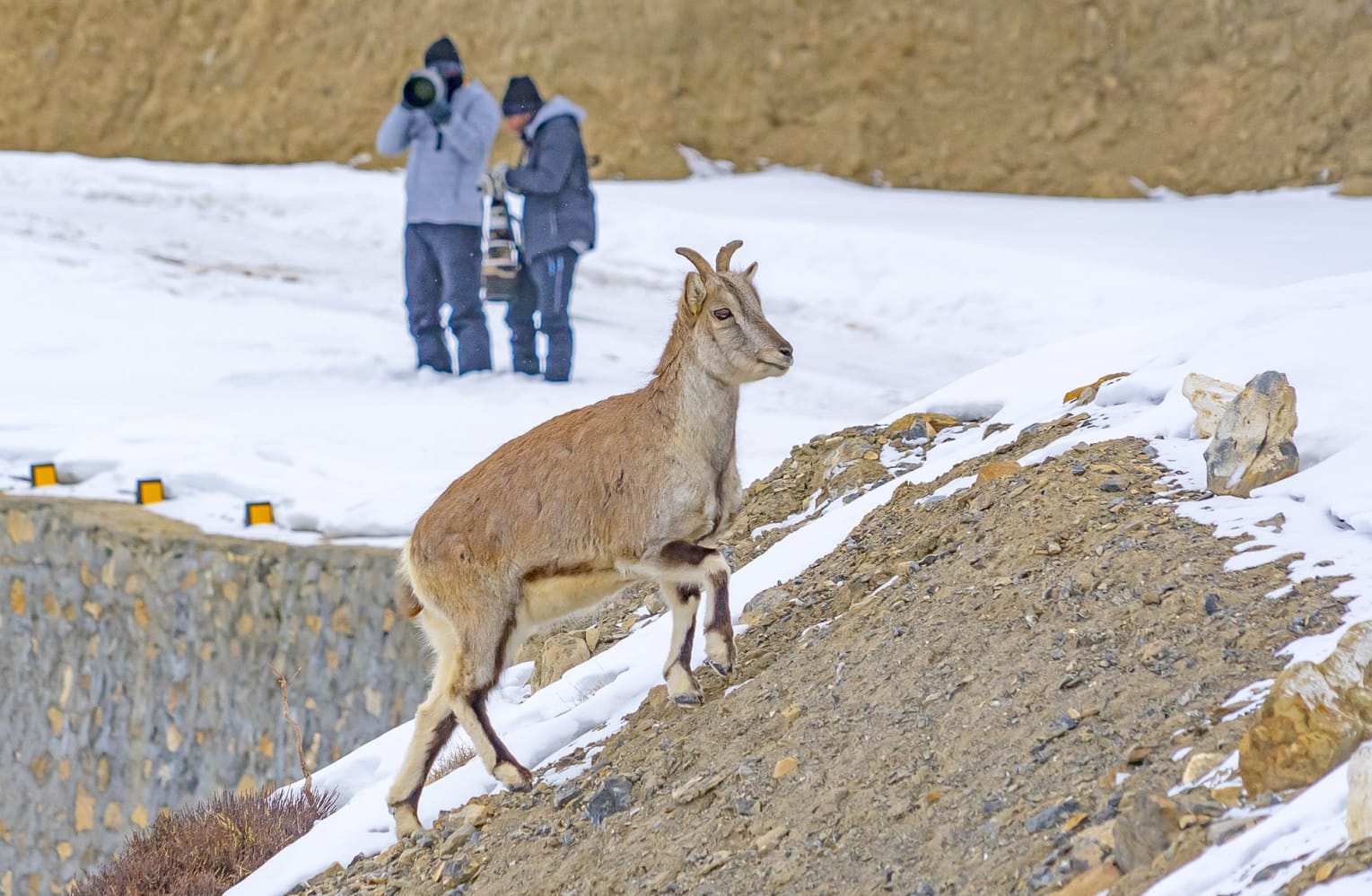 Wildlife photographers watching a blue sheep in Spiti, Himachal Pradesh