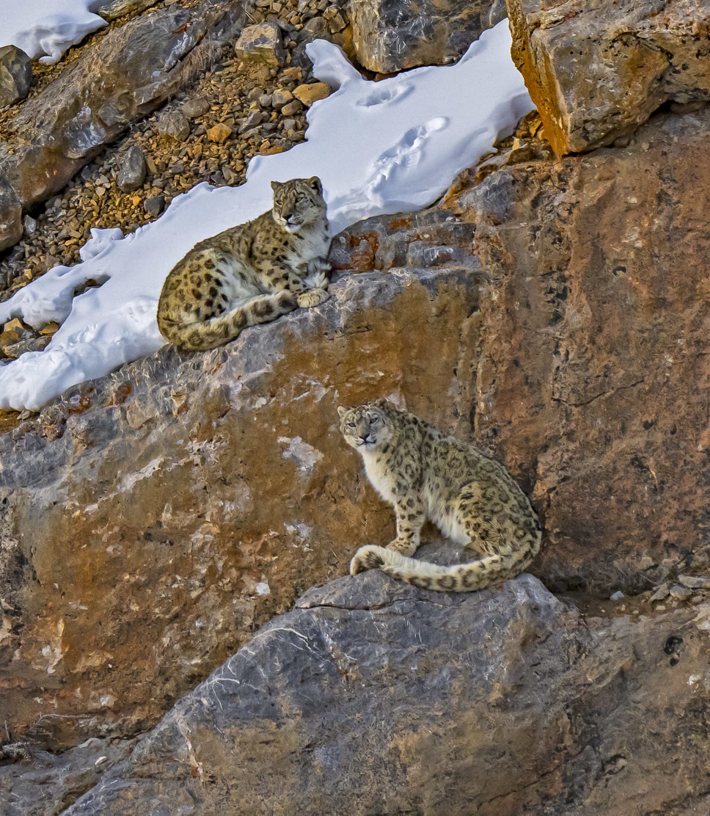 Two snow leopard mating pair in Spiti, Himachal Pradesh