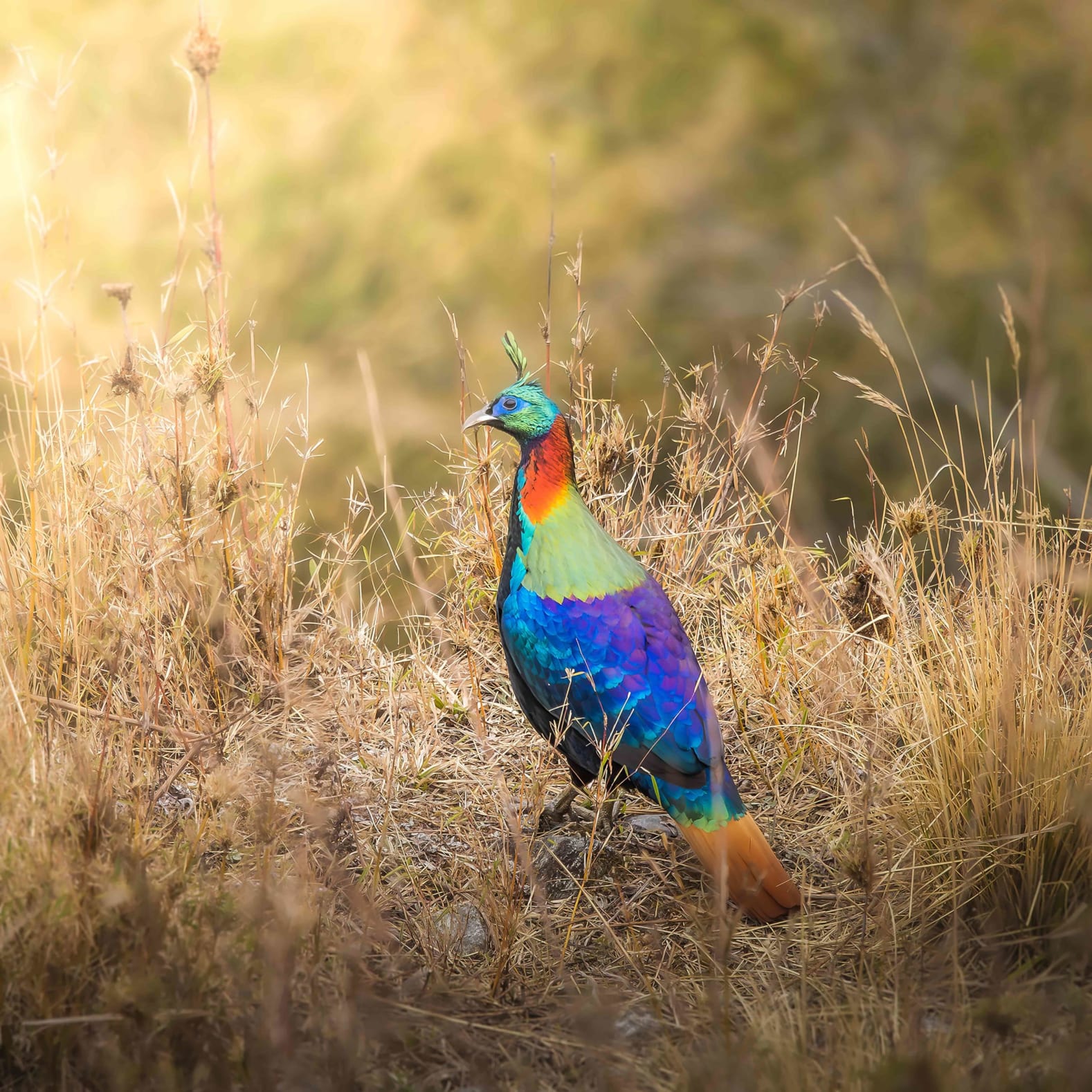 Himalayan monal in Pangolakha, Sikkim 