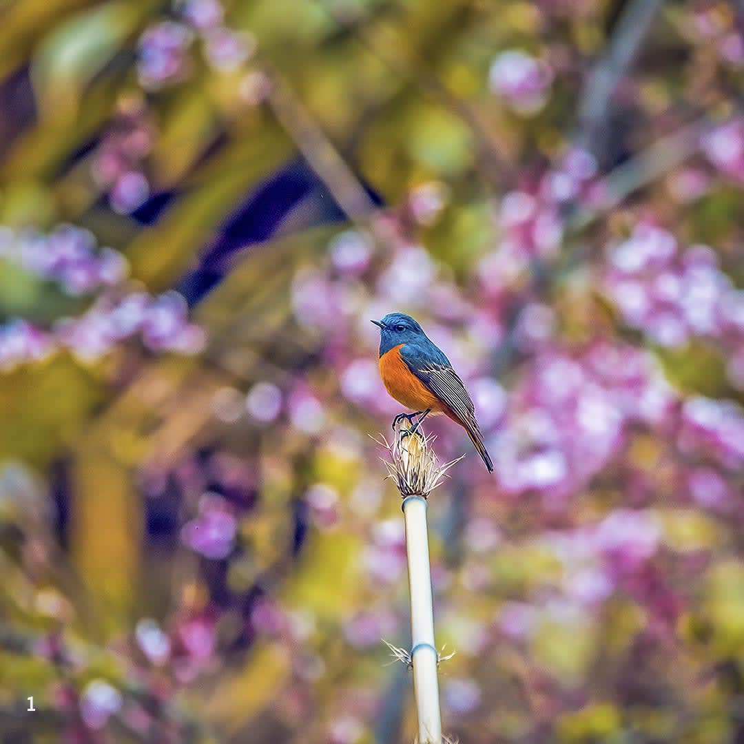 Blue-fronted redstart in Pangolakha, Sikkim 