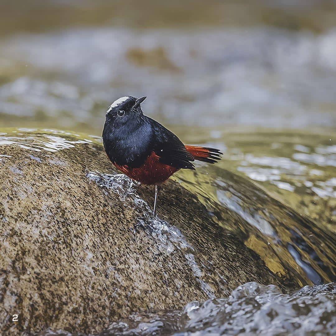 White-capped redstart in Pangolakha, Sikkim 