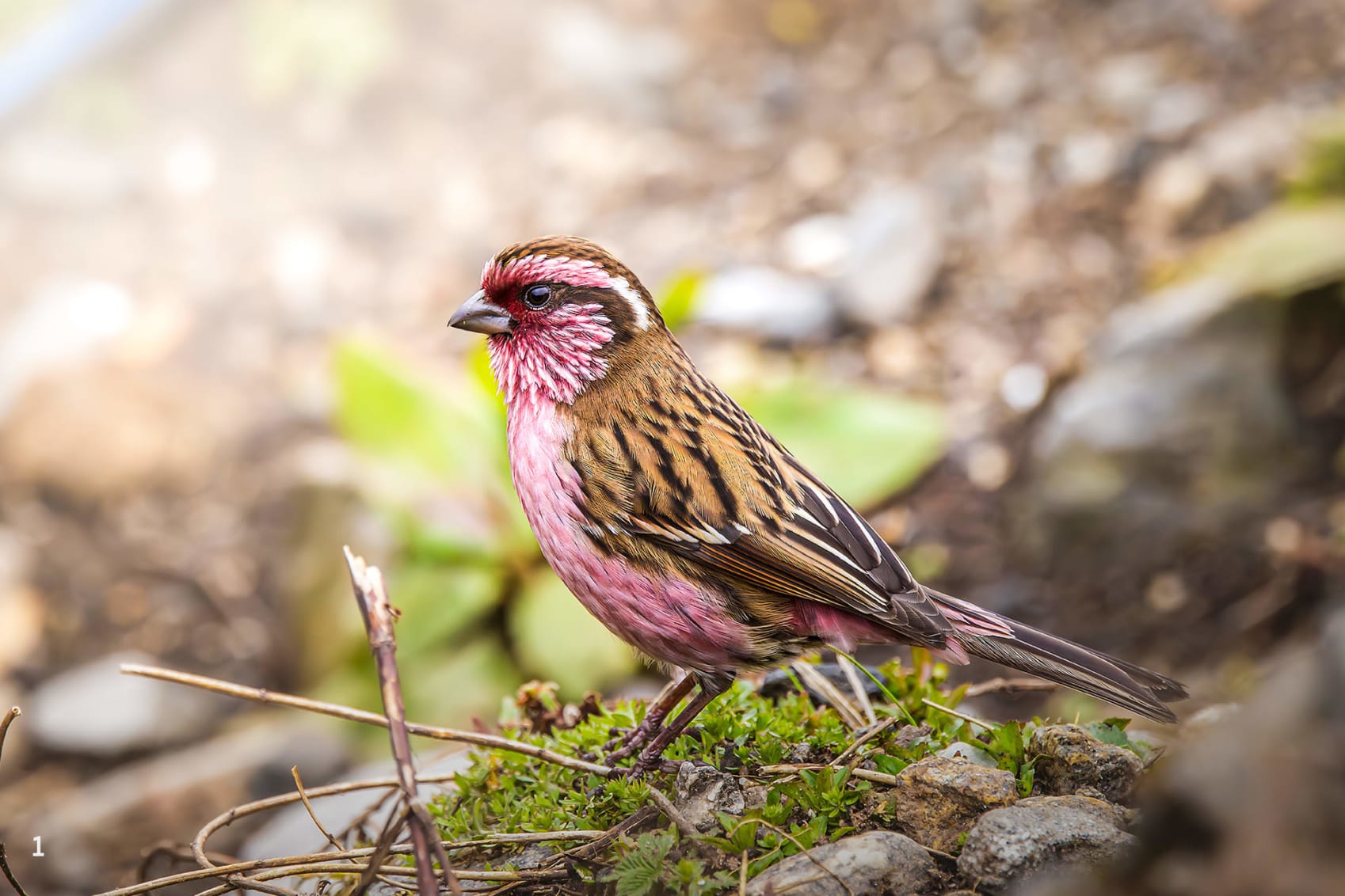  Himalayan white-browed rosefinch in Pangolakha, Sikkim 