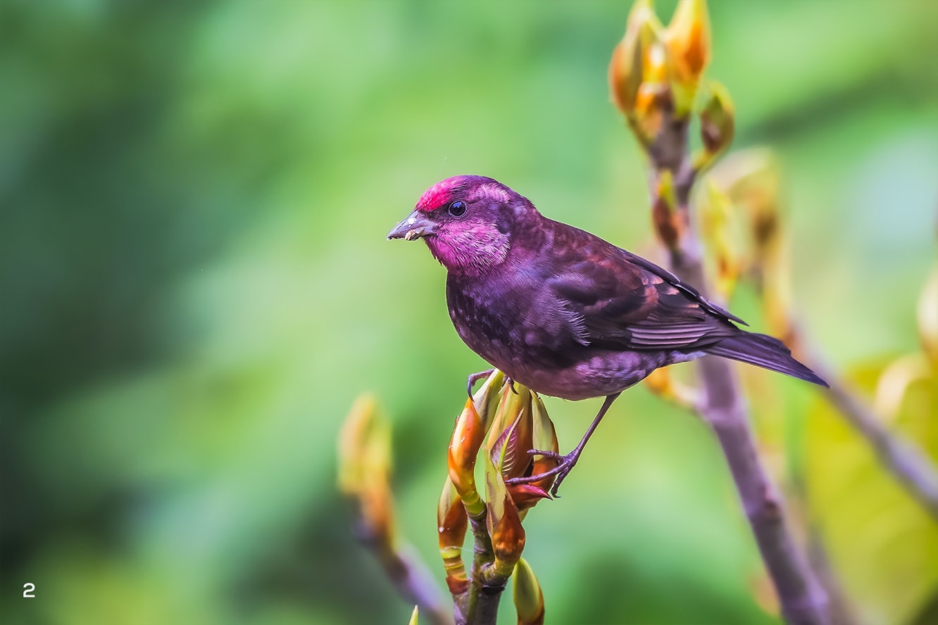 Dark-breasted rosefinch in Pangolakha, Sikkim 