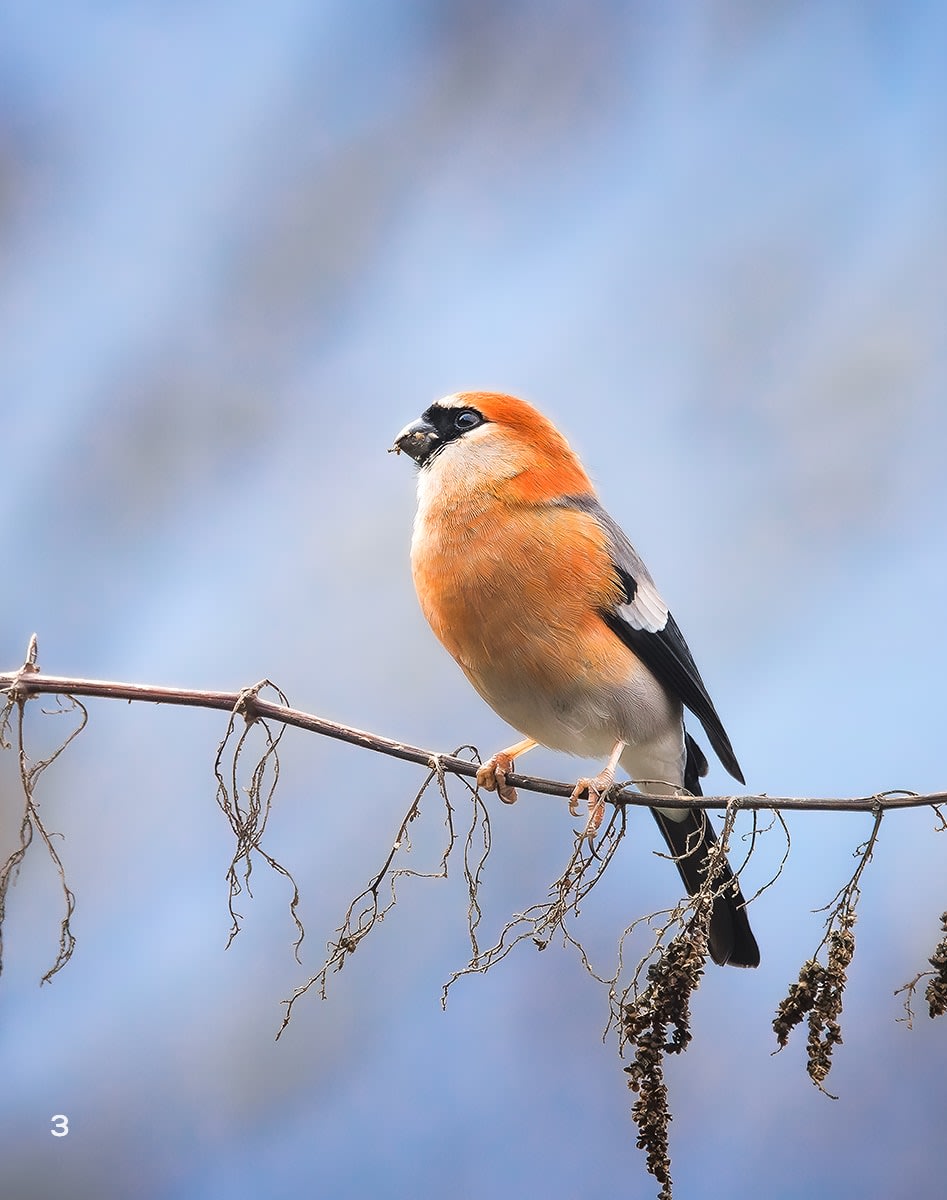Red-headed bullfinch in Pangolakha, Sikkim 